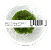 ADA 綠羽毛 Myriophyllum hippuroides IC452